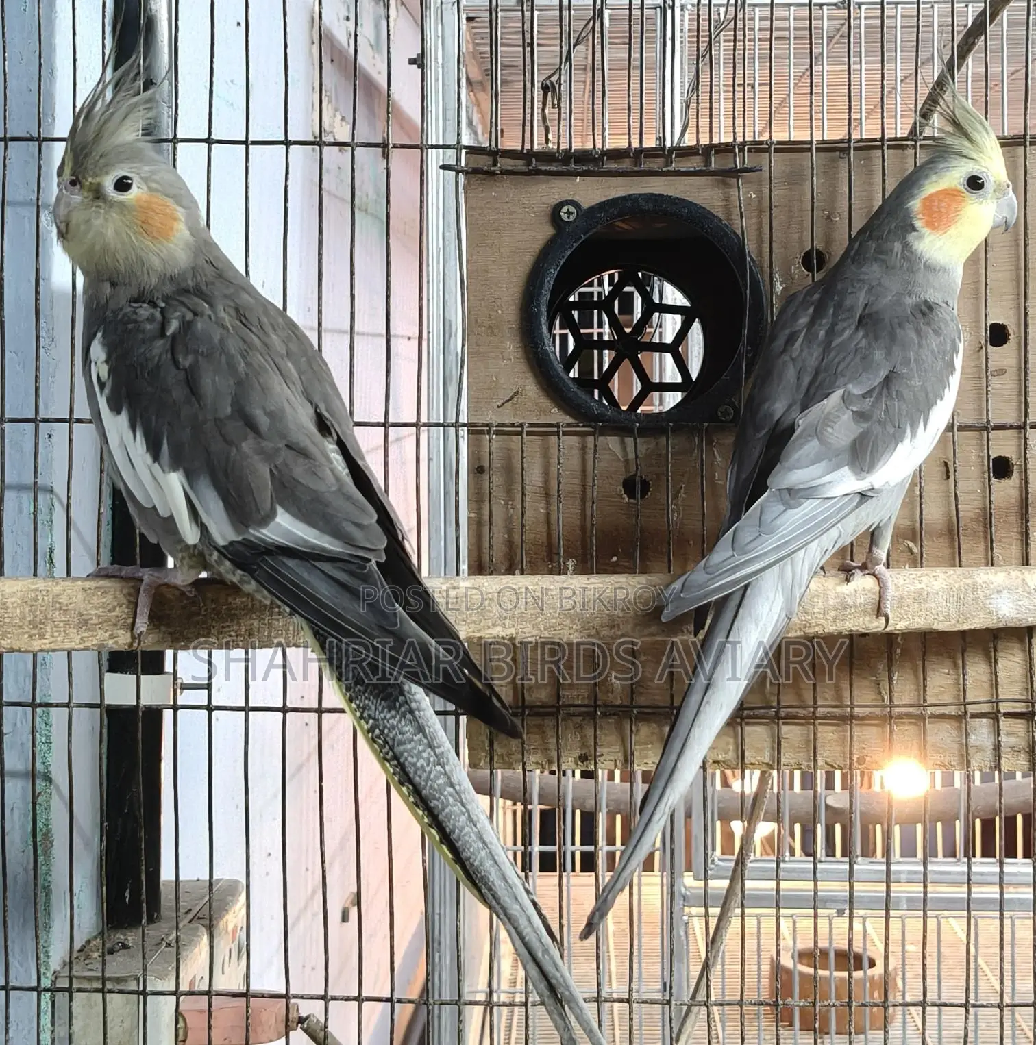 Cockatiel Pair (Proven Breeders)