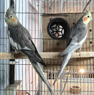 Cockatiel Pair (Proven Breeders)