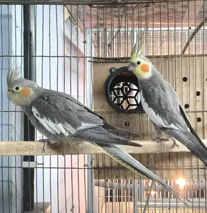 Cockatiel Pair (Proven Breeders)