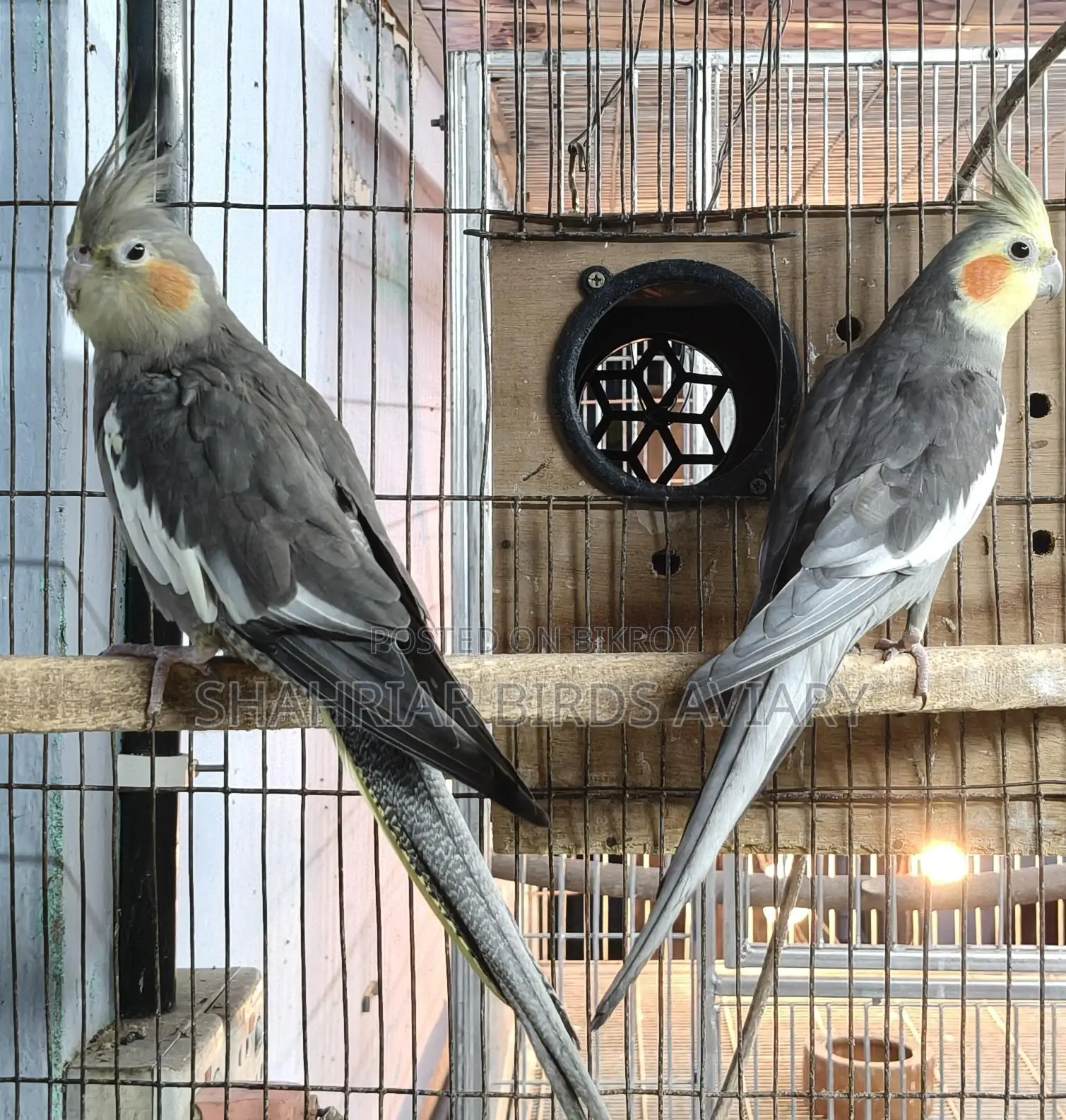 Cockatiel Pair (Proven Breeders)