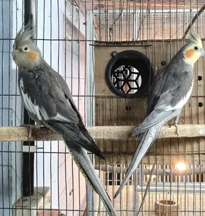 Cockatiel Pair (Proven Breeders)