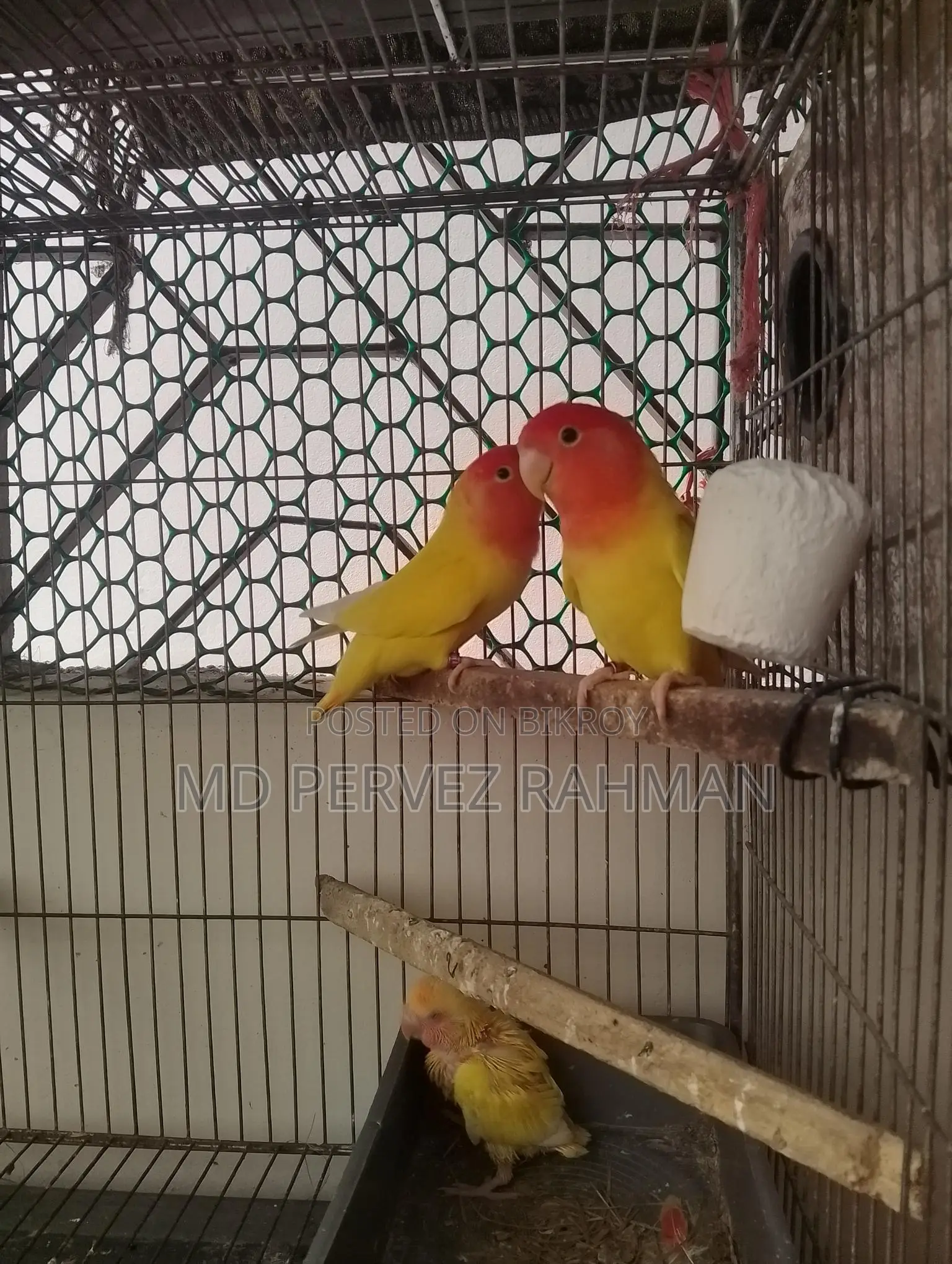 Master Pair Lovebirds + Chick