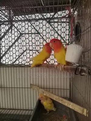 Master Pair Lovebirds + Chick