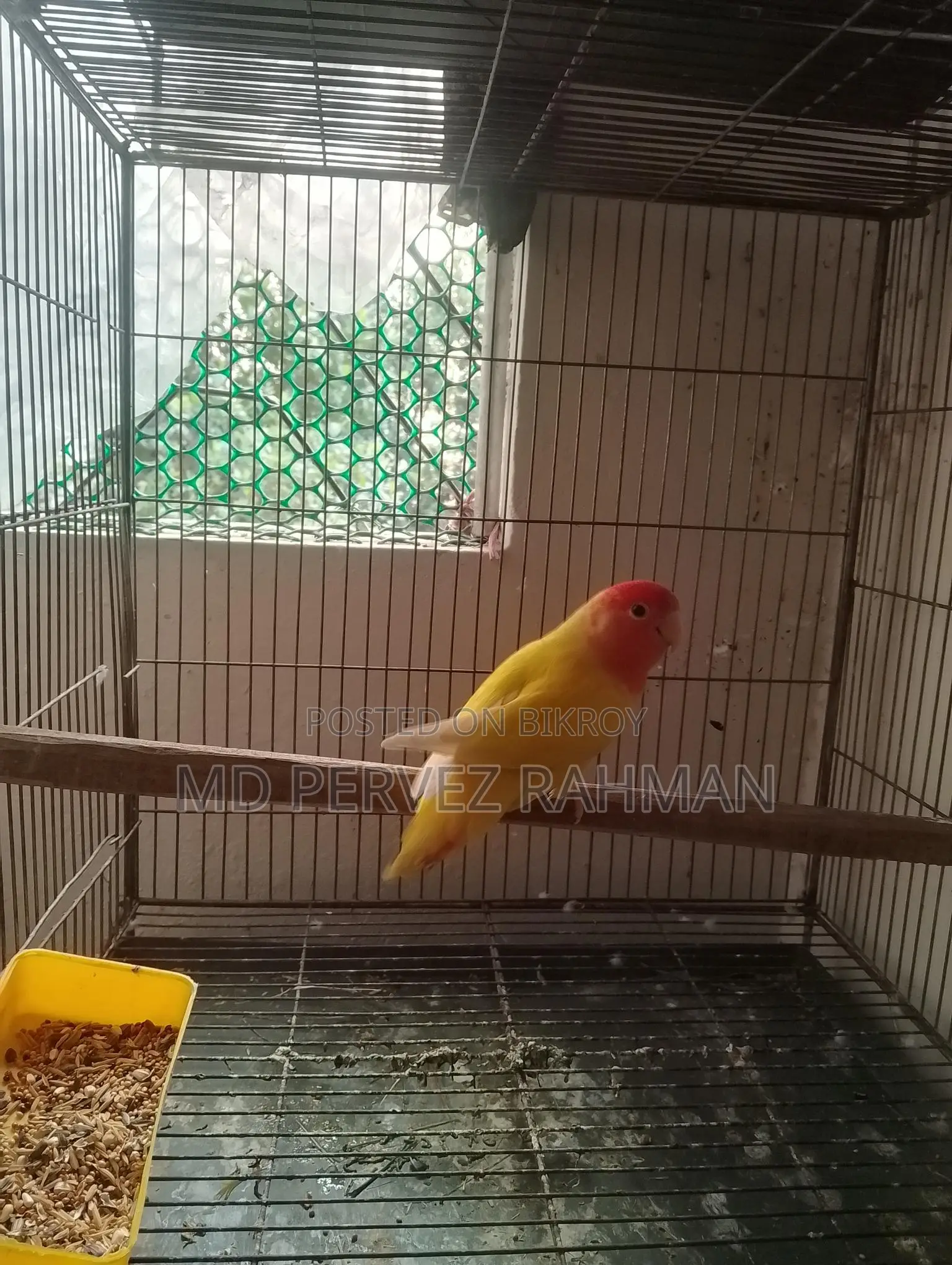 Master Pair Lovebirds + Chick