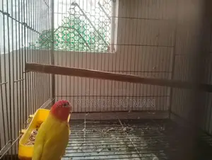 Master Pair Lovebirds + Chick