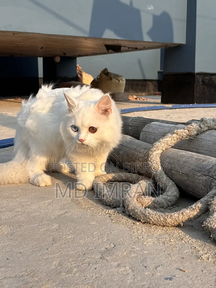 Traditional Persian cat