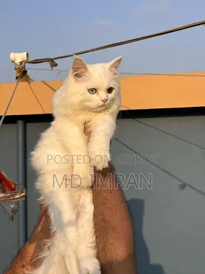 Traditional Persian cat