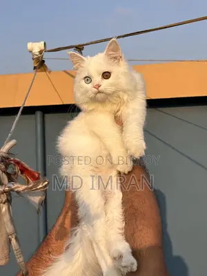Traditional Persian cat