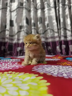 Persian Baby