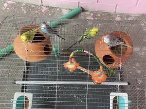 ৪ জোরা বাজরিগার পাখি 🐣