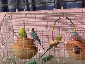 ৪ জোরা বাজরিগার পাখি 🐣