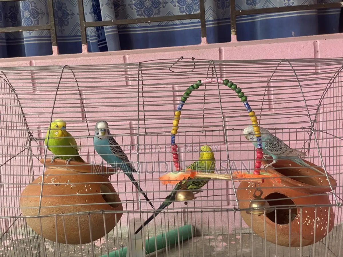 ৪ জোরা বাজরিগার পাখি 🐣