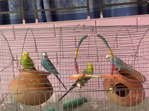 ৪ জোরা বাজরিগার পাখি 🐣
