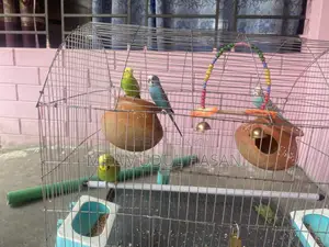 ৪ জোরা বাজরিগার পাখি 🐣