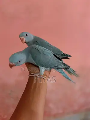 Blue Baby Bird