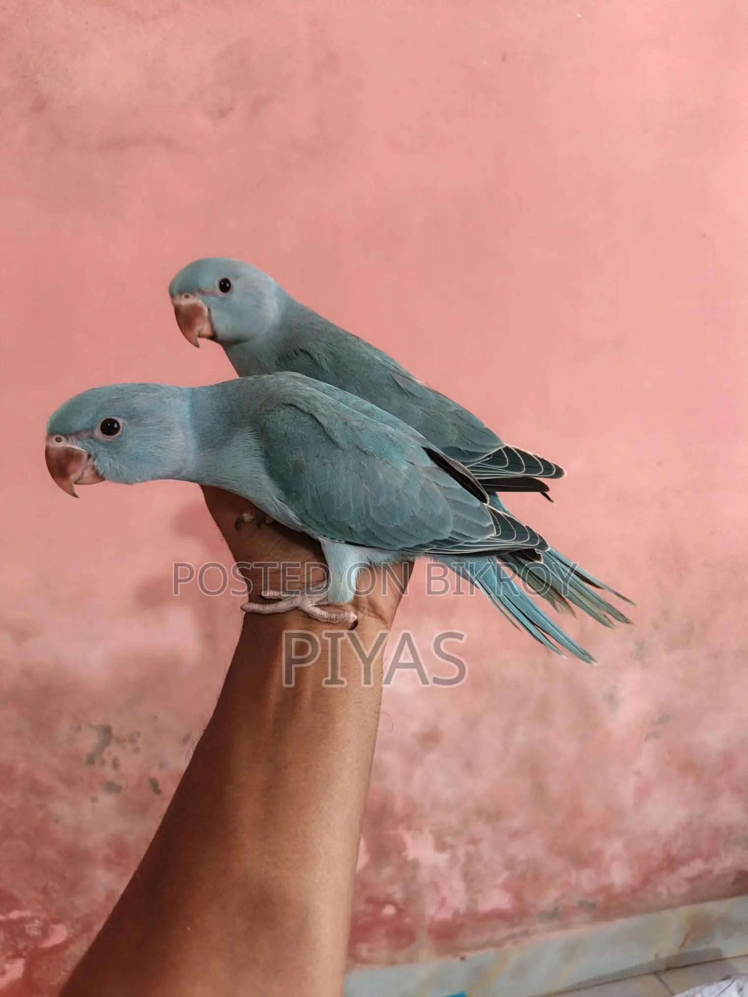 Blue Baby Bird
