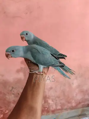 Blue Baby Bird