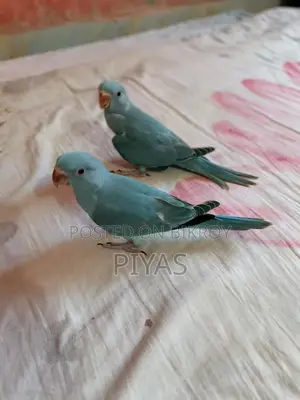 Blue Baby Bird