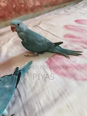 Blue Baby Bird
