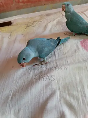 Blue Baby Bird