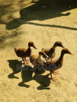 দেশি পাতি হাস
