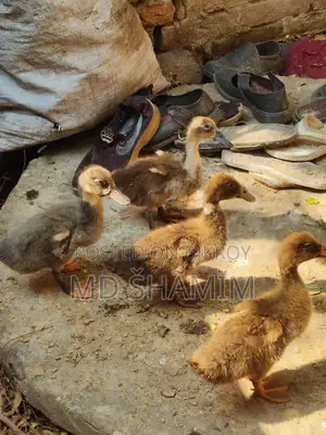 দেশি পাতি হাস
