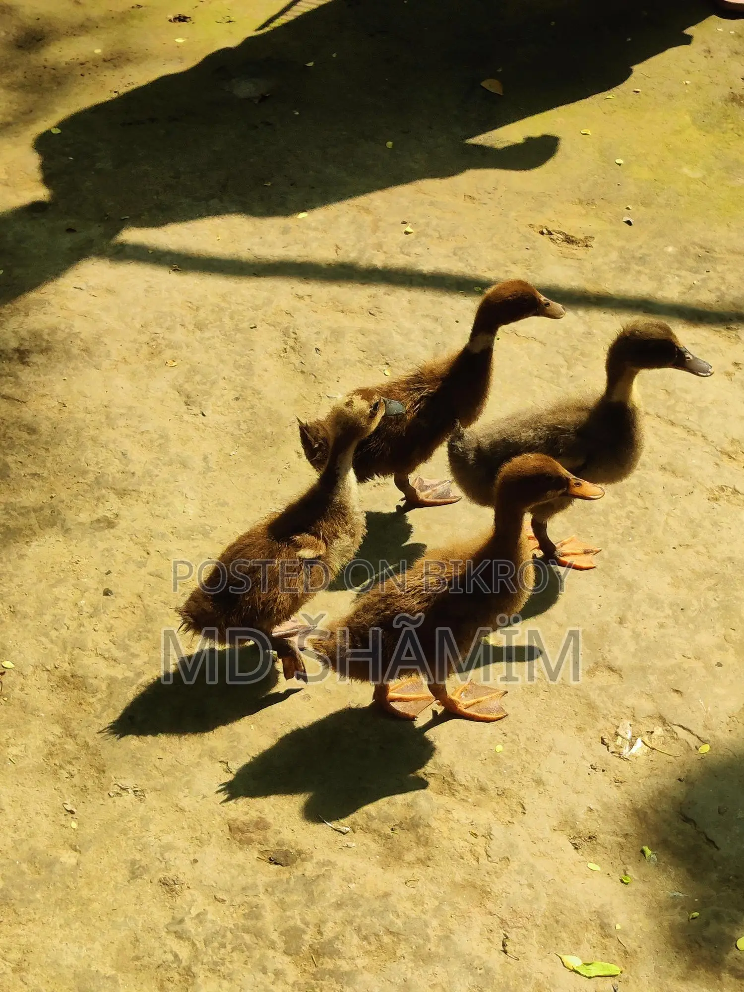 দেশি পাতি হাস