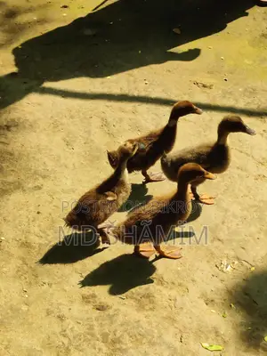 দেশি পাতি হাস