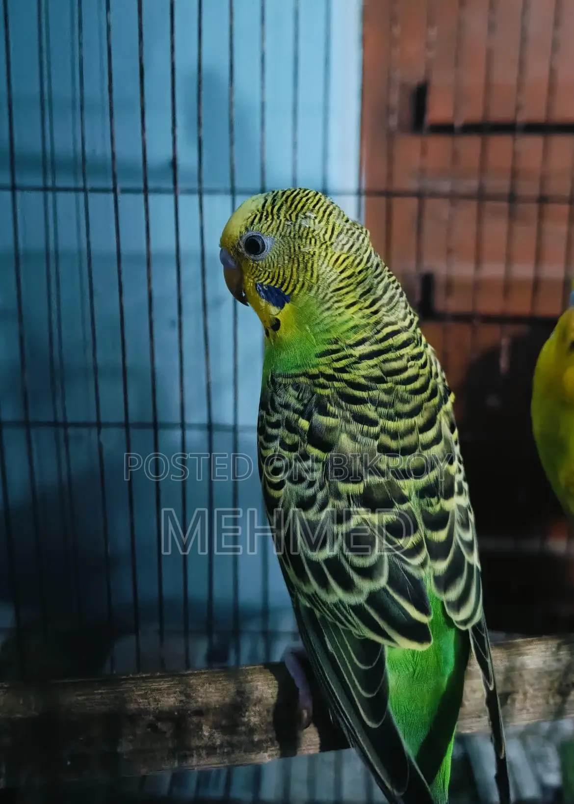 Classic Male Bird