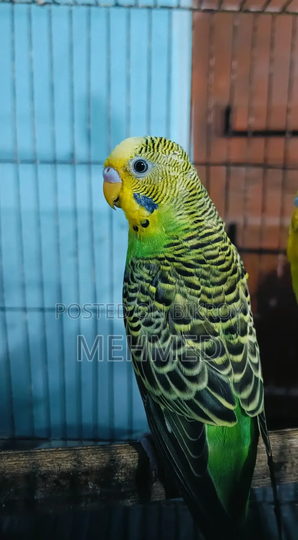 Classic Male Bird