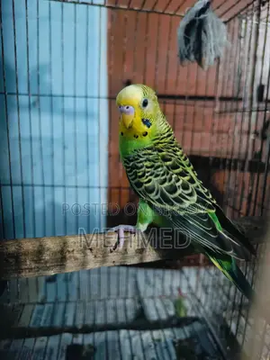 Classic Male Bird