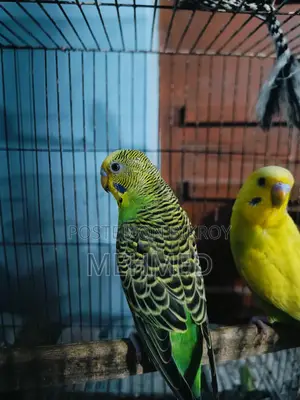 Classic Male Bird