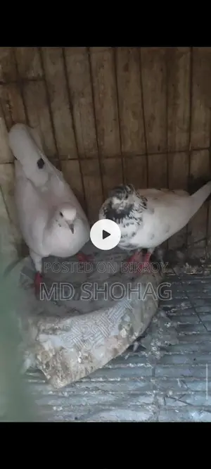রানিং কবুতর