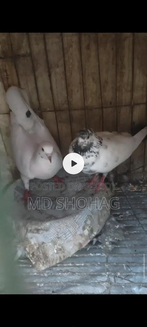 Running Pigeons