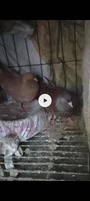 Running Pigeons