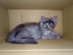 Persian Baby Cat