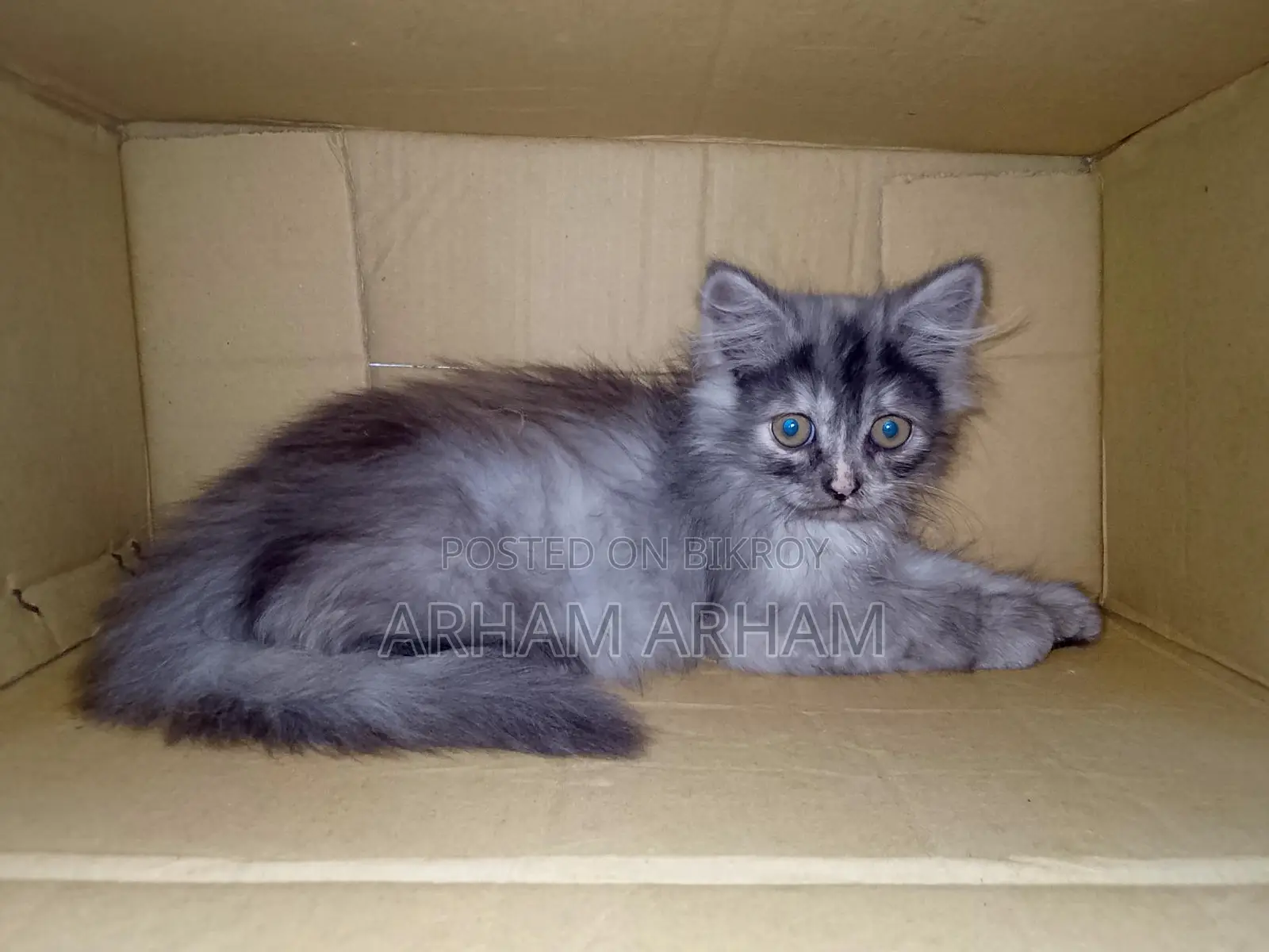 Persian Baby Cat