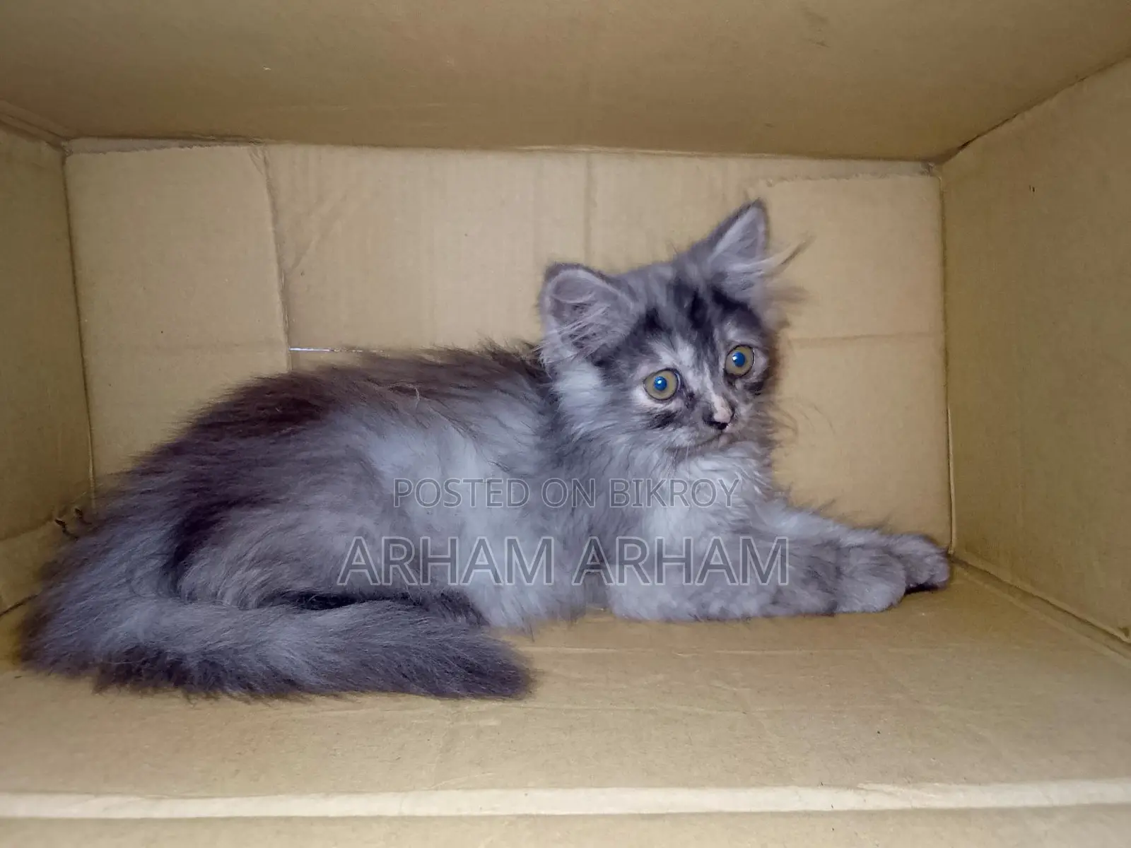 Persian Baby Cat