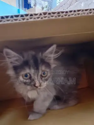 Persian Baby Cat