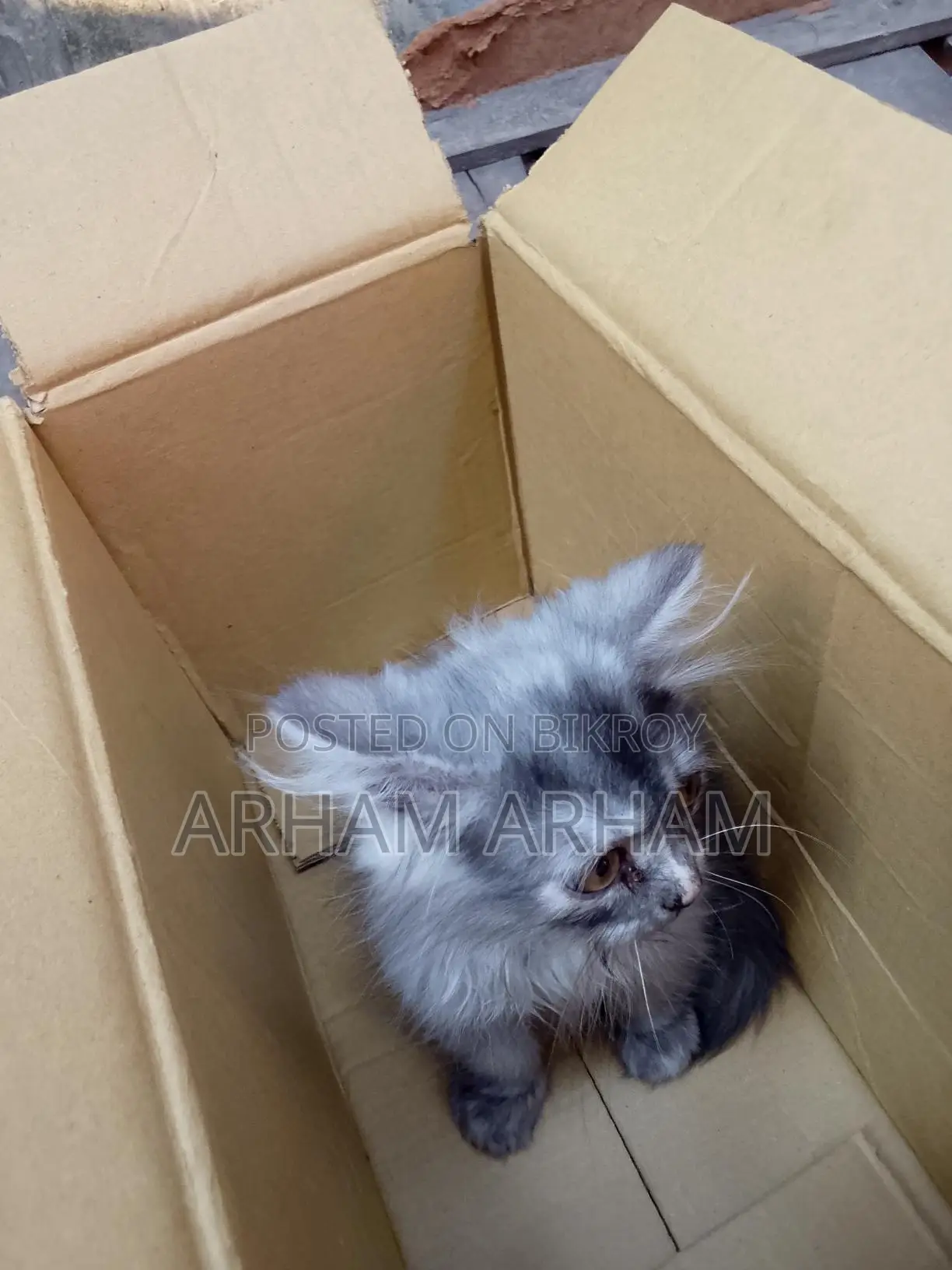Persian Baby Cat