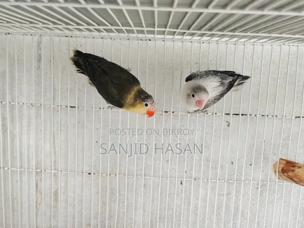 Love Bird