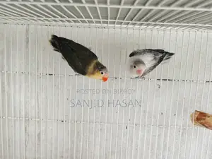 Love Bird
