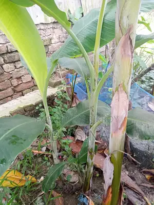 দেশি সাগর কলা, সবরি কাচা কলার চারা।