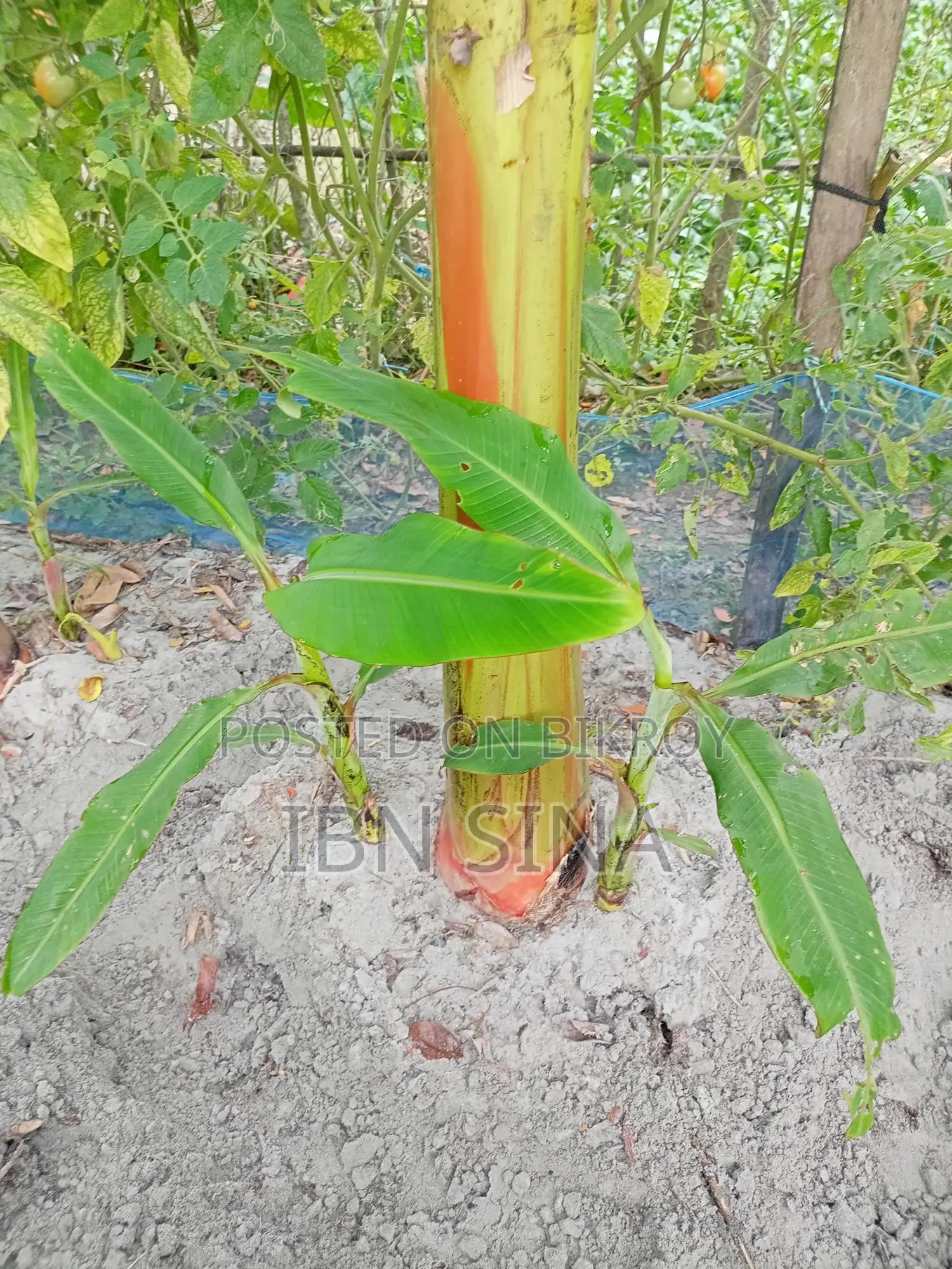 দেশি সাগর কলা, সবরি কাচা কলার চারা।