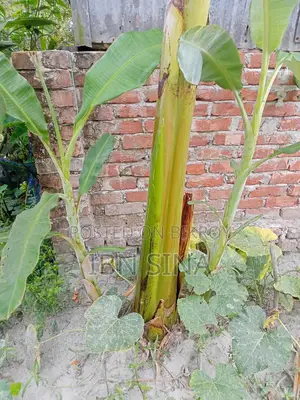 দেশি সাগর কলা, সবরি কাচা কলার চারা।