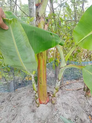 দেশি সাগর কলা, সবরি কাচা কলার চারা।