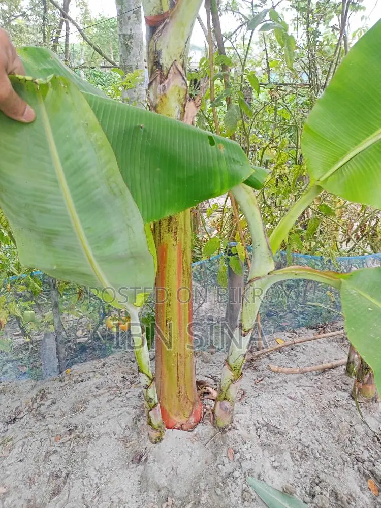 দেশি সাগর কলা, সবরি কাচা কলার চারা।