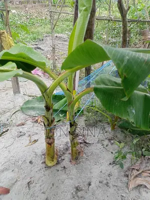 দেশি সাগর কলা, সবরি কাচা কলার চারা।