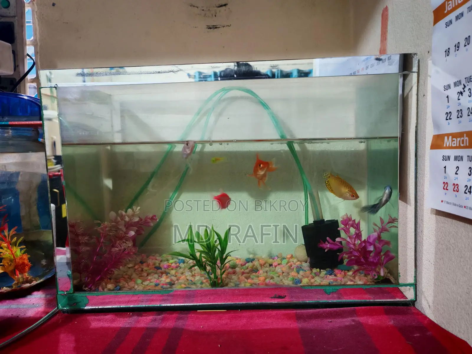 Fish Aquarium 16 Inch Full Setup with & Food