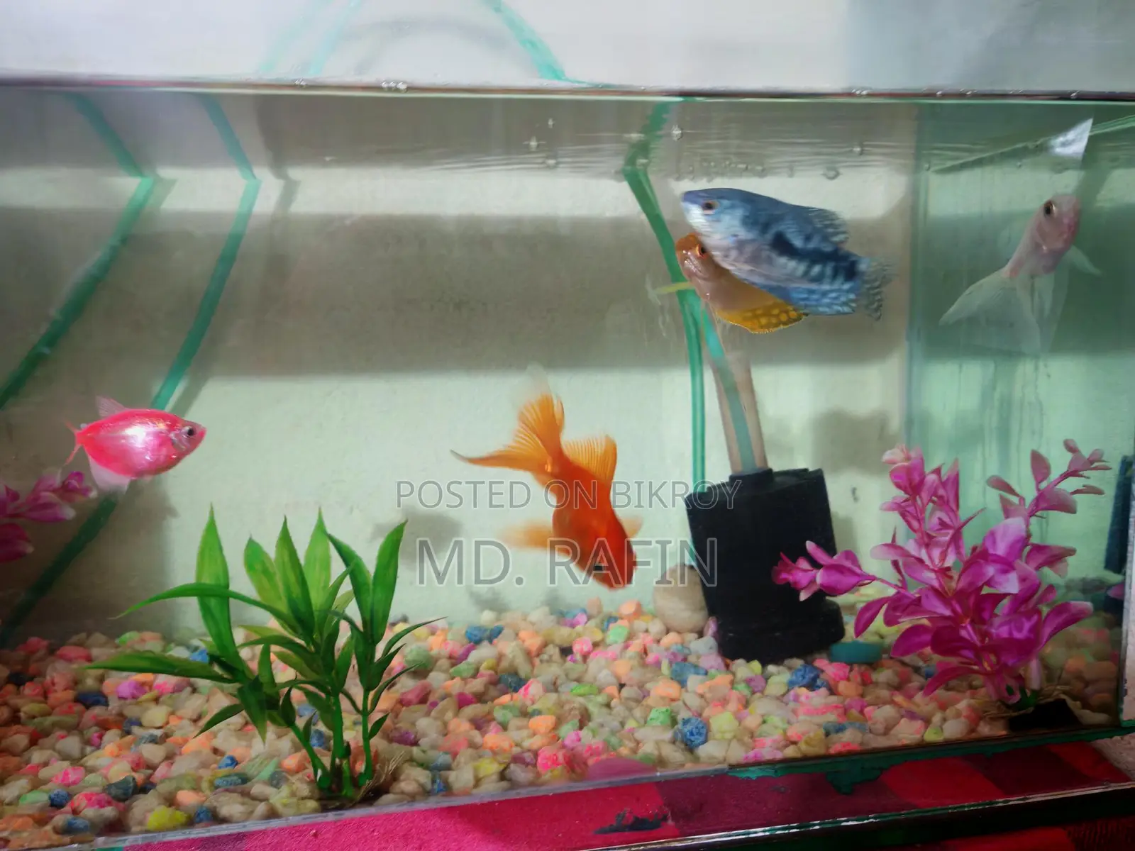 Fish Aquarium 16 Inch Full Setup with & Food
